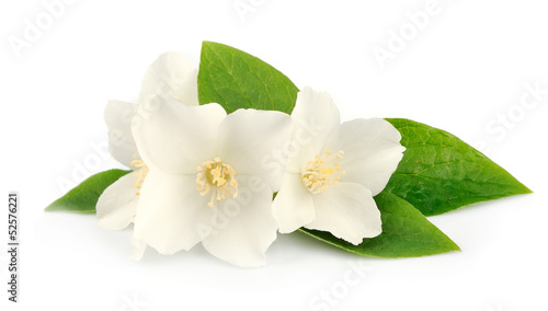 Flowers of jasmine