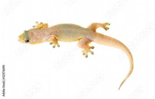 Gecko. Small lizard.