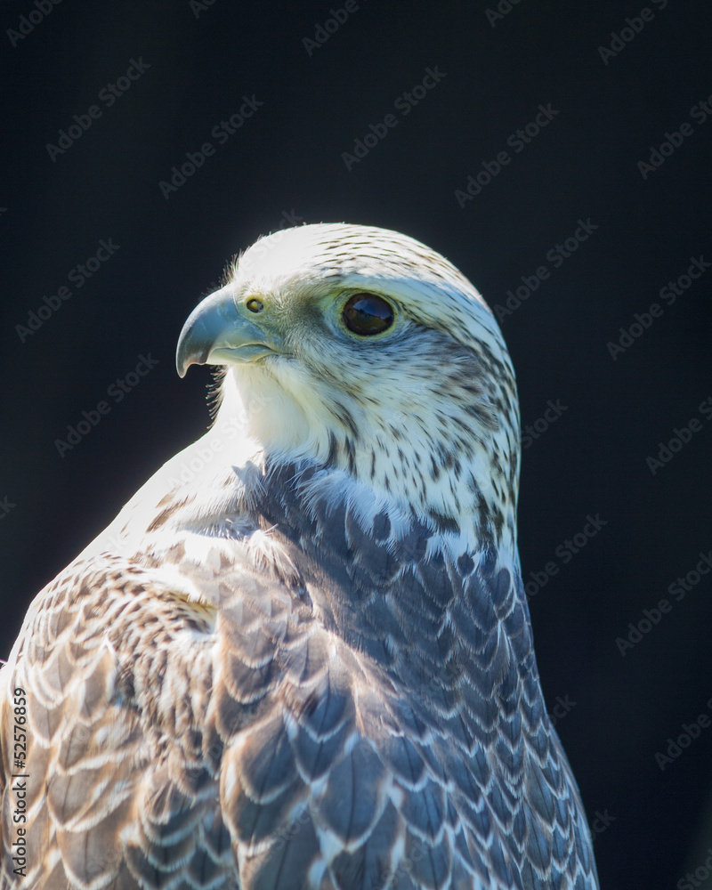 Fototapeta premium Gyrfalcon Watching