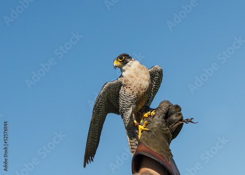 Photos Peregrine Falcon on Falconry glove