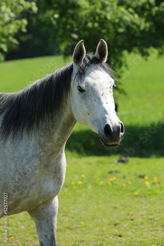 Kesser Araberblick