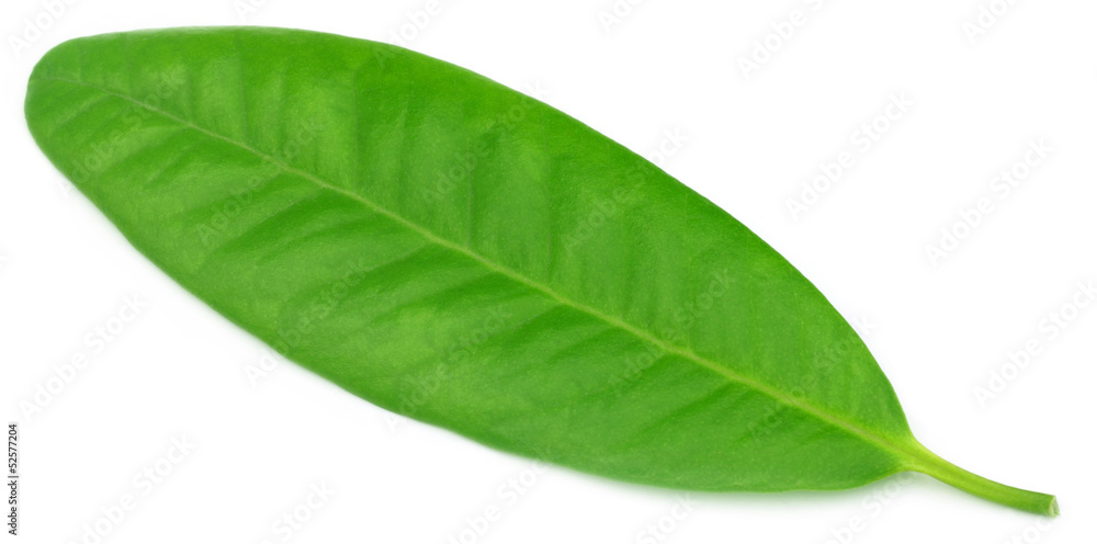 Clove leaf over white background Clove leaf over white background