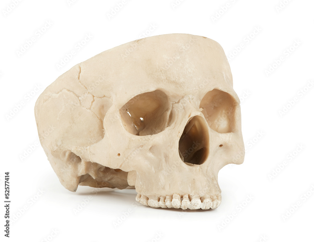 Human skull on a white background Human skull on a white background