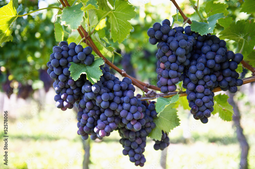 purple red grapes with green leaves on the vine - obrazy, fototapety, plakaty 