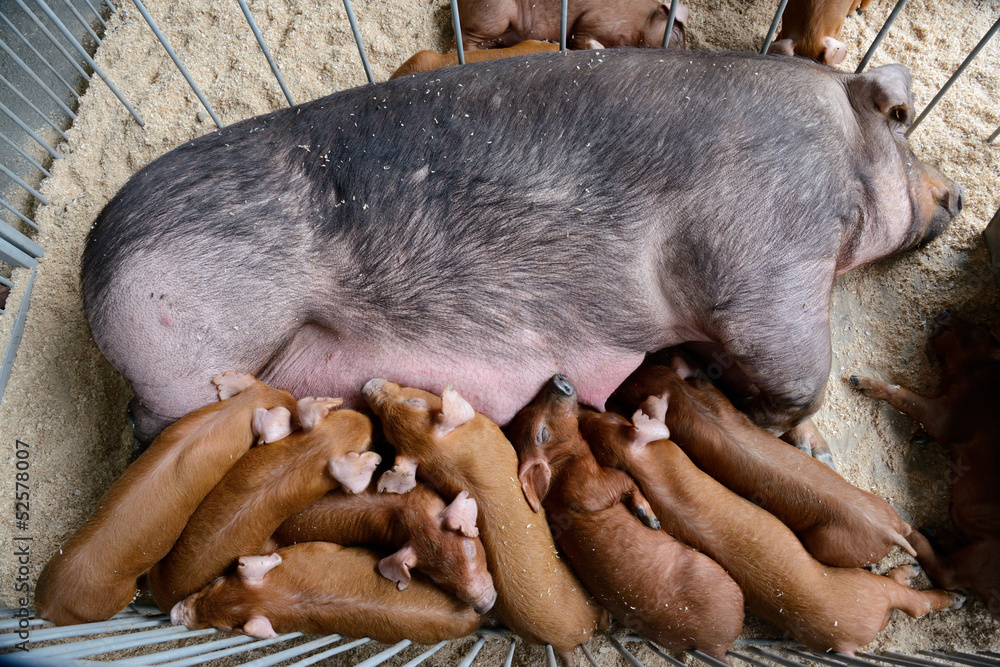 milk piggy feeding milk piggy feeding