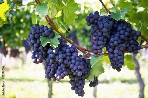 purple red grapes with green leaves on the vine