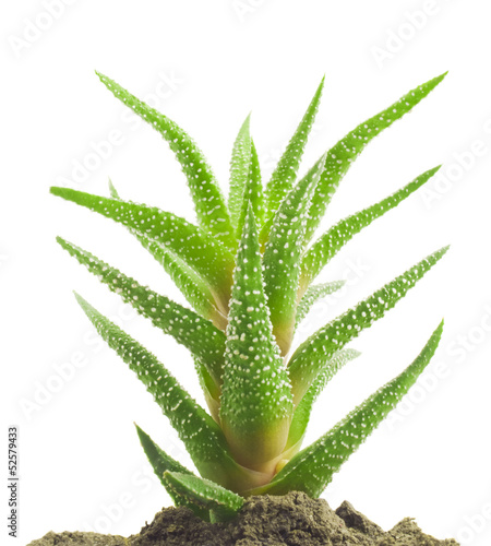 Green leaves of aloe plant close up