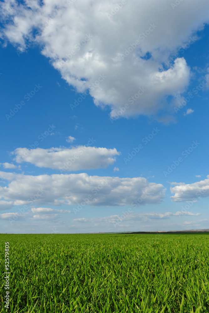 wheat field under the blue cloudy sky wheat field under the blue cloudy sky