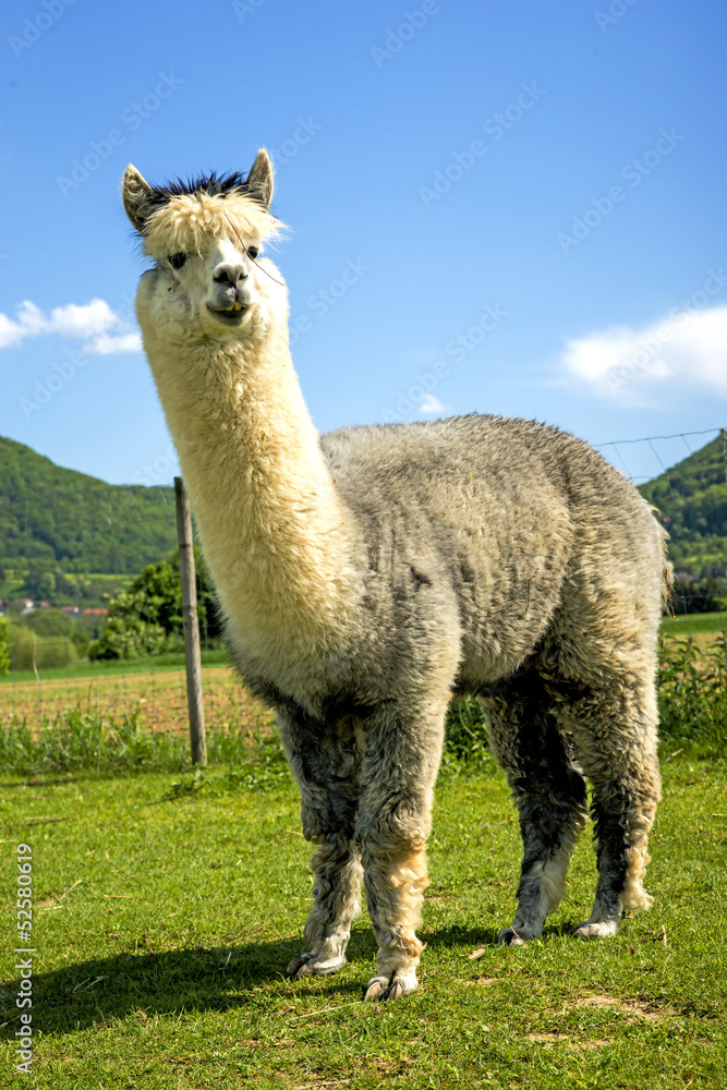 Obraz premium Alpaka schaut neugierig