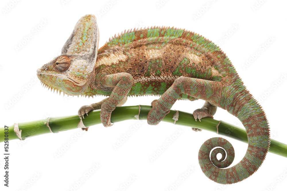Fototapeta Veiled Chameleon
