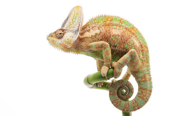Handdoek met foto Kameleon Gesluierde kameleon met hoge helm  © fivespots