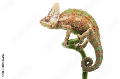 Veiled Chameleon © fivespots