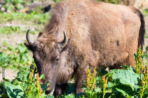 shot of an aurochs photo