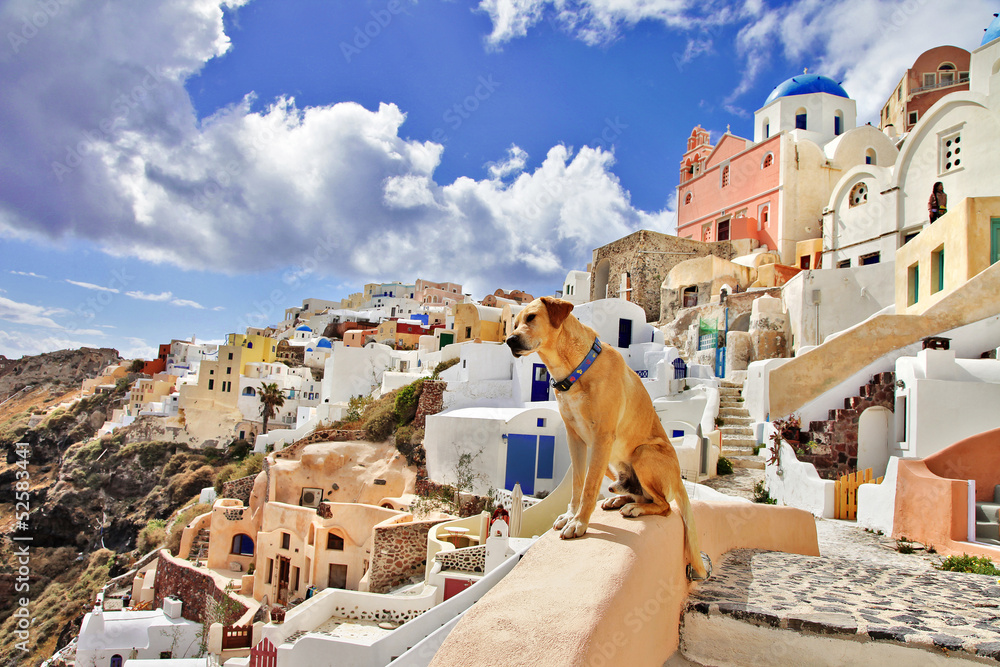 view of stanning Santorini.. (by dog's eyes)