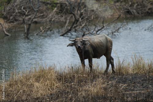 Thai buffalo