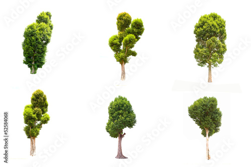 Collection Irvingia malayana tree isolated on white background