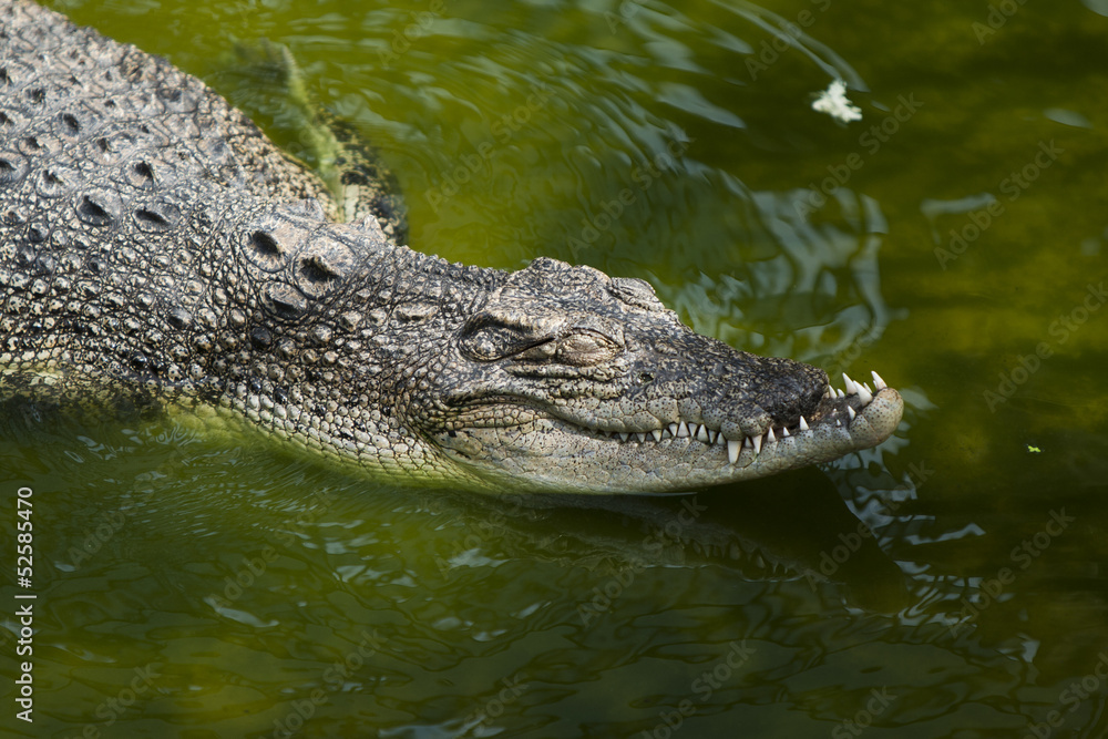 crocodile crocodile