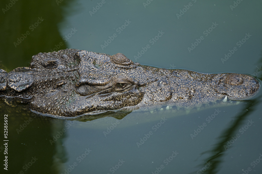 crocodile crocodile