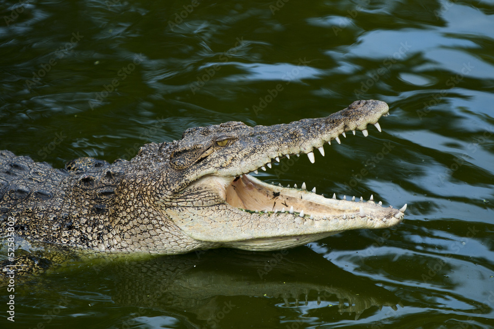 Fototapeta premium crocodile