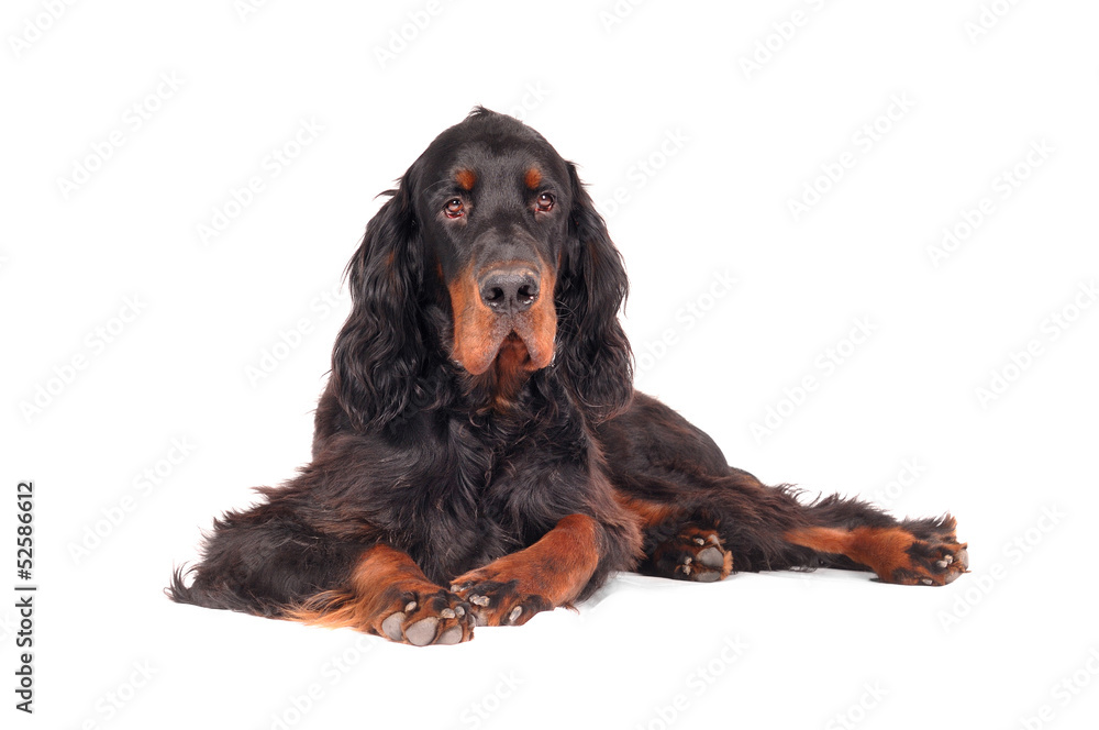 Gordon Setter Gordon Setter