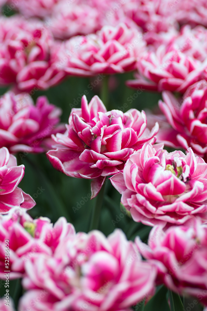 Tulips on flowerbed