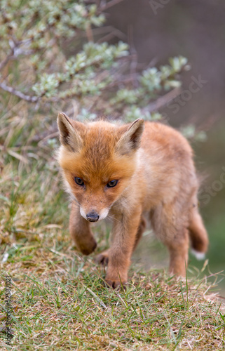 Red fox Cub © Menno Schaefer