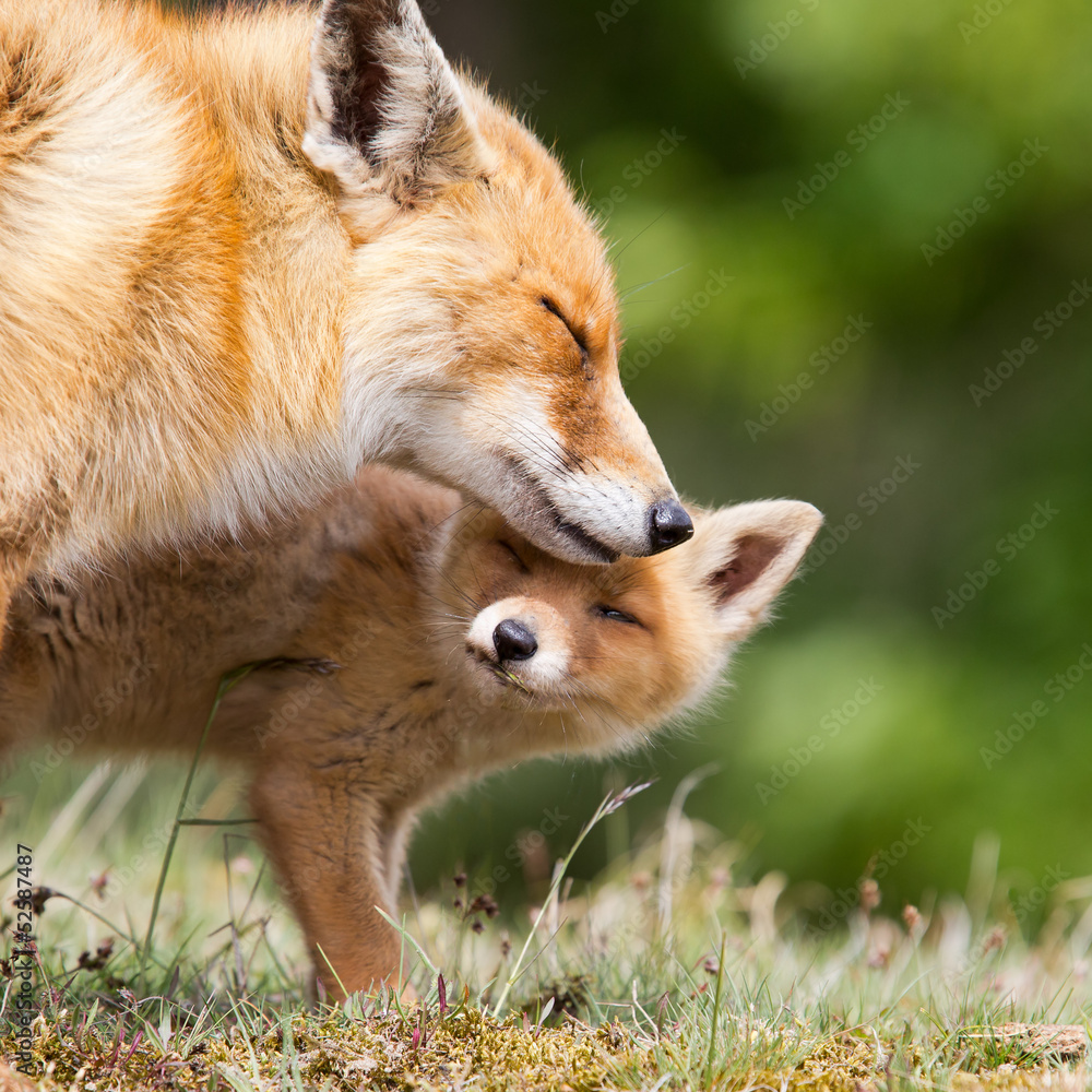 Red Fox and her young cub - obrazy, fototapety, plakaty 