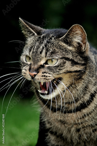 Katze
