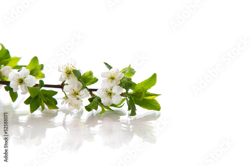 spring flowers of fruit trees