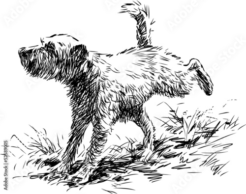 ridiculous dog