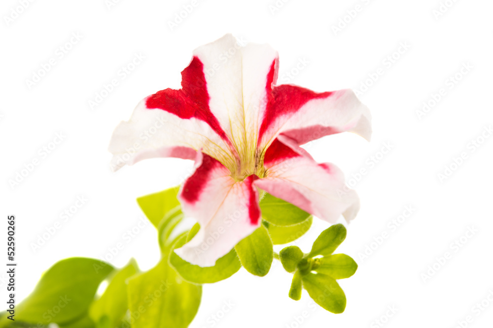 red flower of petunia red flower of petunia