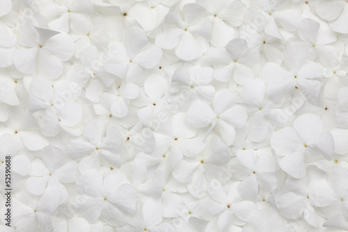 white flower background