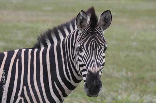 Zebra head facing camera2