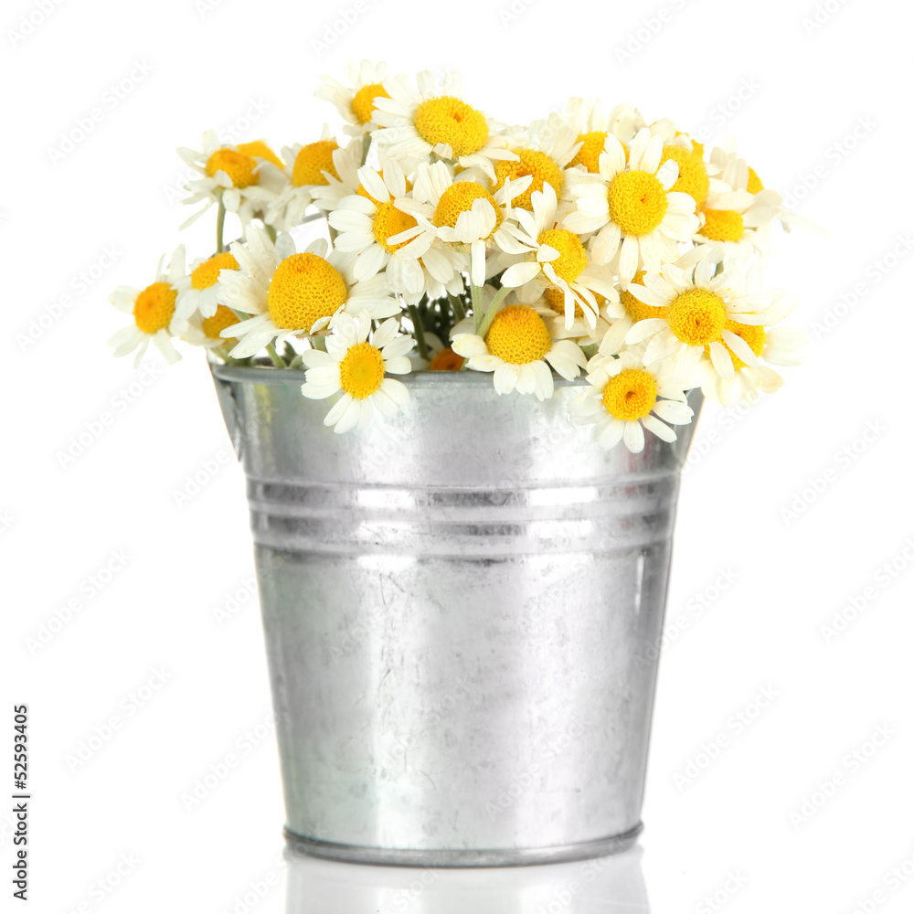 Beautiful wild camomiles in .pail, isolated on white Beautiful wild camomiles in .pail, isolated on white