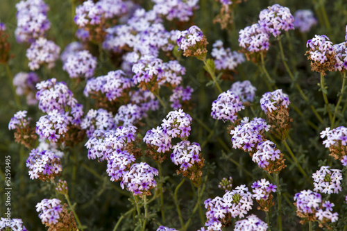 Flores chias violetas y blancas. Flora, polen.