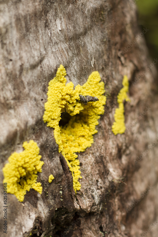 Textura de madera con hongo liquen amarillo en corazon.