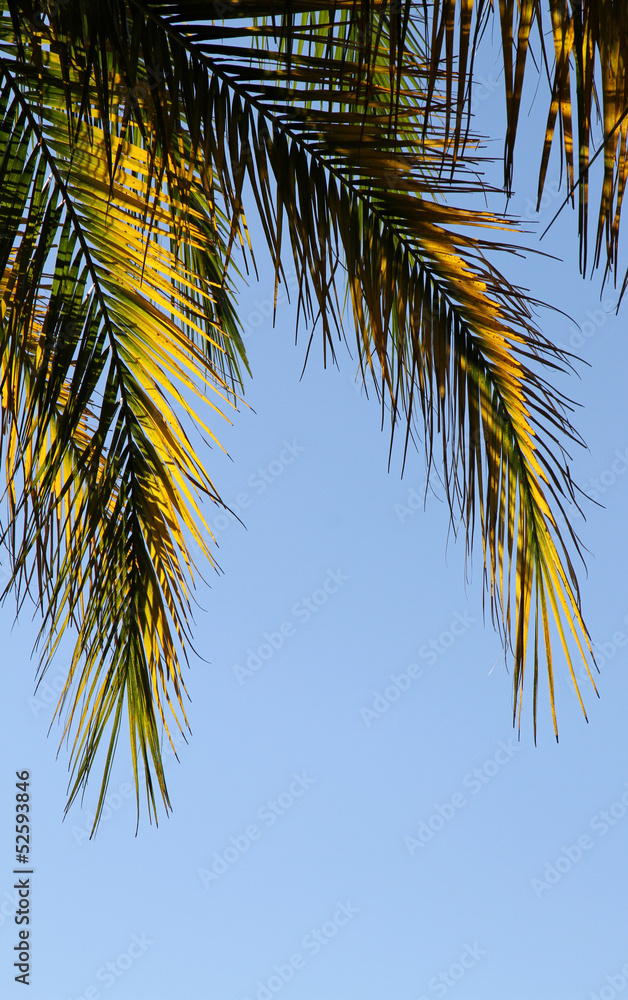Autumn colourful branches of a palm tree on the blue. Autumn colourful branches of a palm tree on the blue.