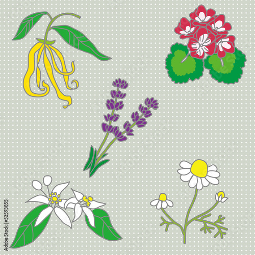 Fototapeta Naklejka Na Ścianę i Meble -  ハーブ