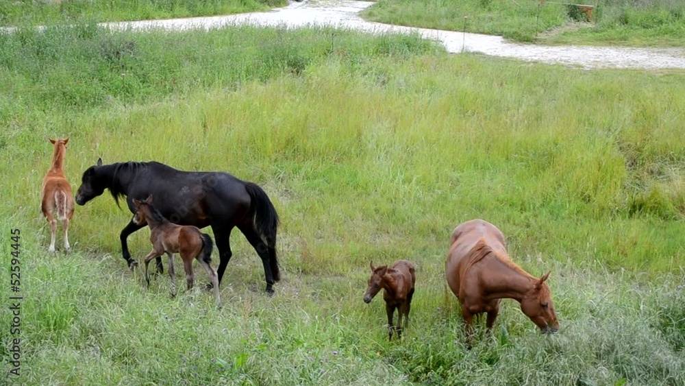 Caballos y potros pastando en el campo Caballos y potros pastando en el campo