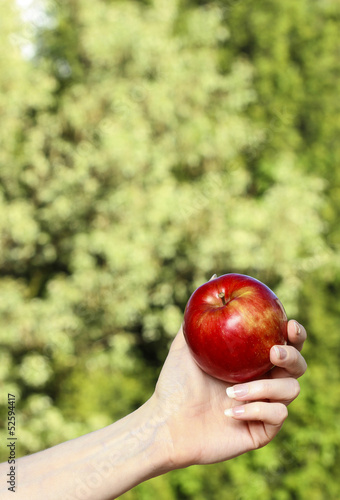 Red ripe single apple in beautiful hand on green garden backgrou