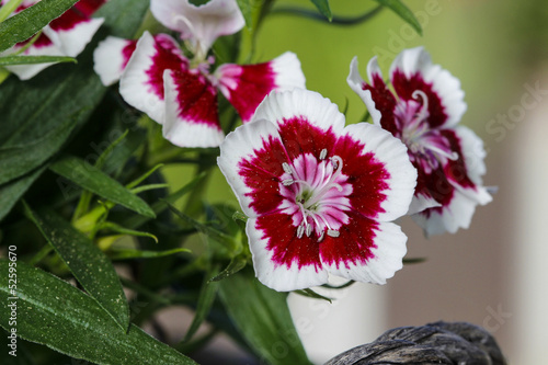 A popular fragrant biennial garden plant, Sweet William or Diant photo