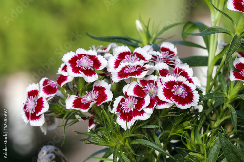 A popular fragrant biennial garden plant, Sweet William or Diant photo