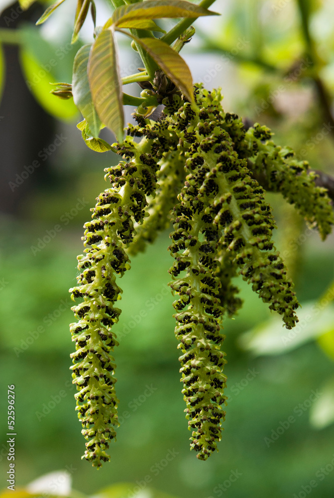 Naklejka premium орех