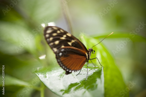 Schmetterling braun mit weißen Flecken
