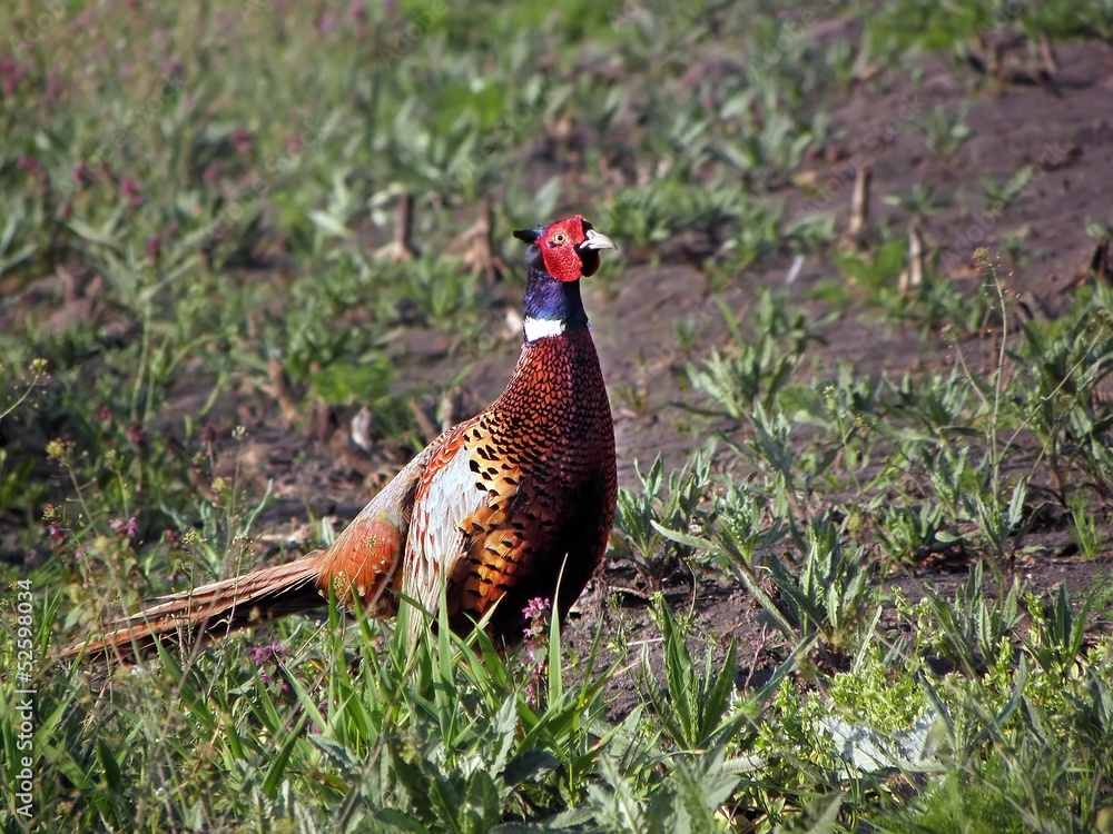Fototapeta premium pheasants in the field