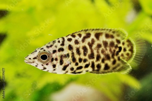 Leopard Ctenopoma Fish