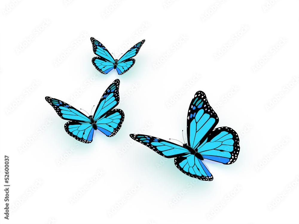 Foto Blue butterfly isolated