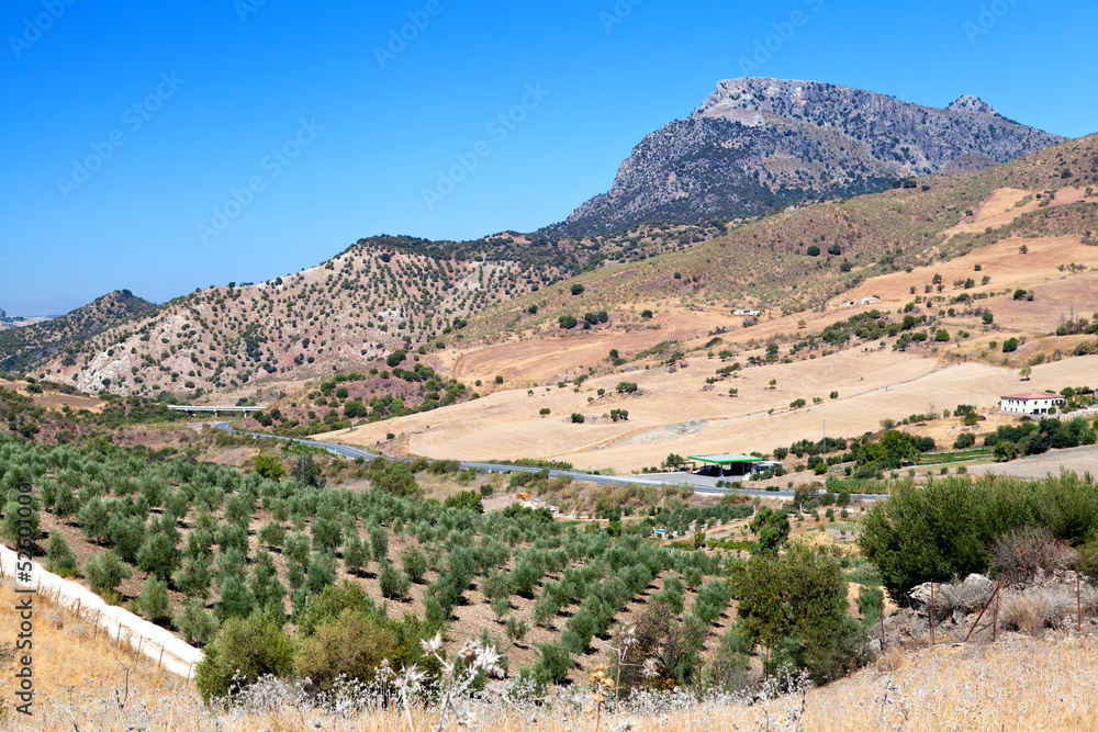 olive tree fields and mountain in Montecorto, Spain