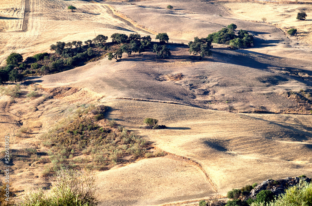 typical rural landscape in Andalusia