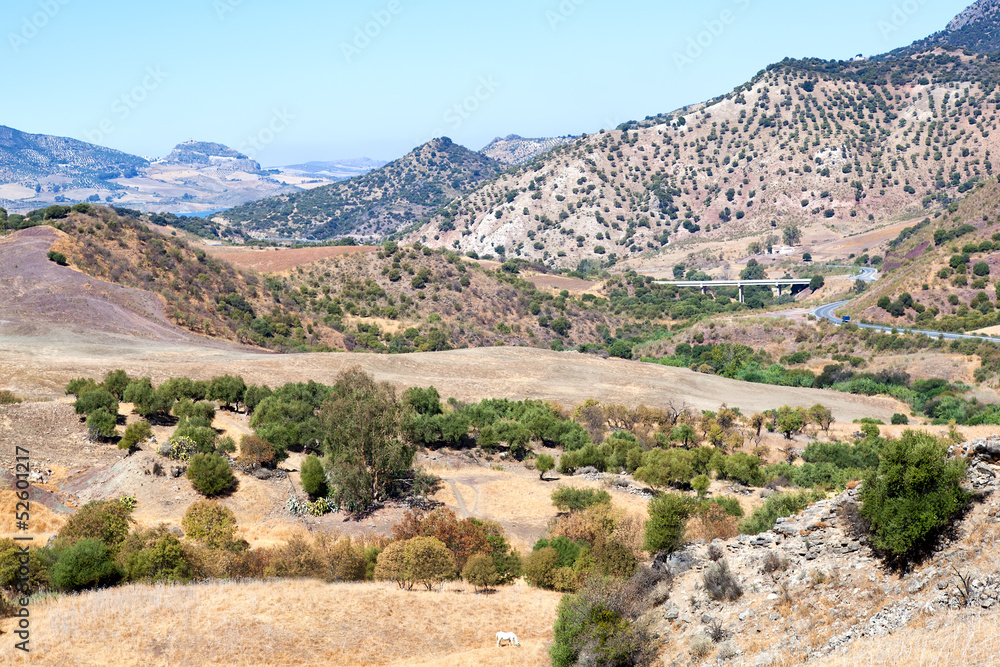 olive tree fields and mountains by Montecorto, Spain